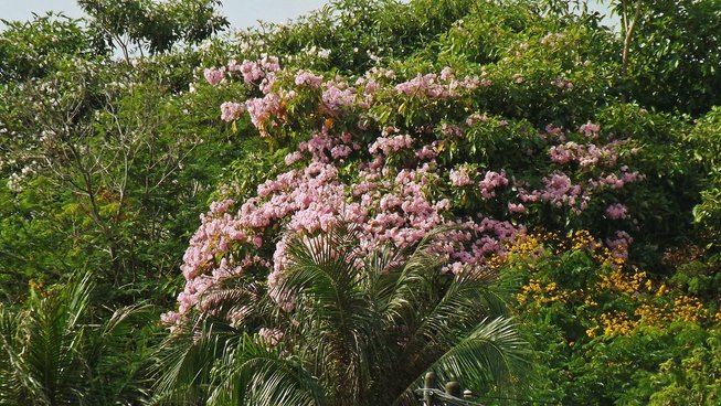 pokok tekoma alor setar