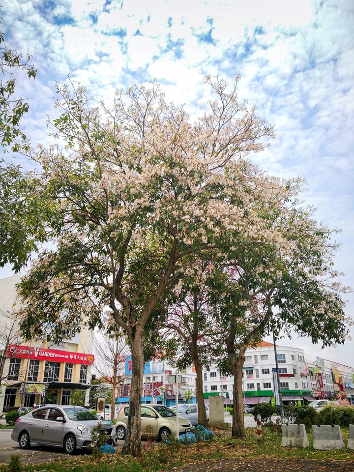 pokok tekoma di kedah