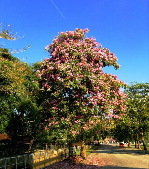 pokok tekoma hospital lama alor setar