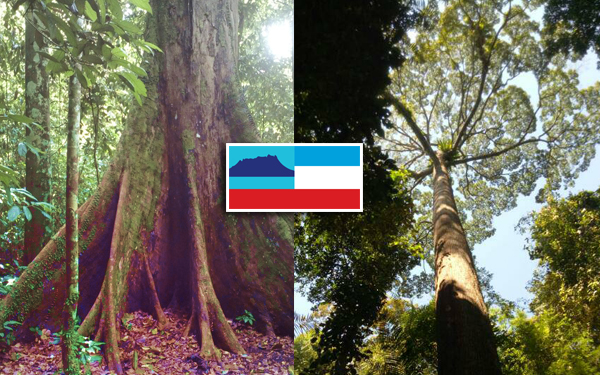 pokok tertinggi dunia tawau sabah