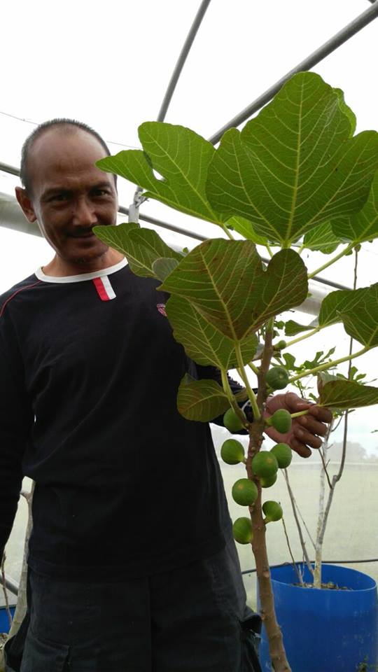 pokok tin berbuah