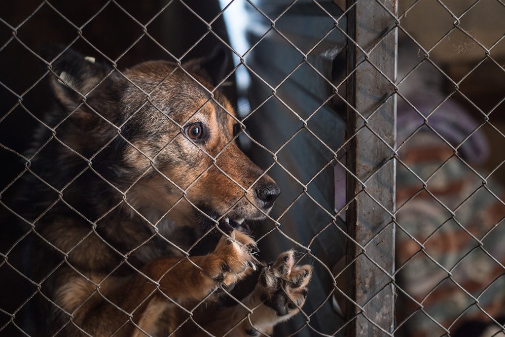 polemik anjing dan masyarakat malaysia