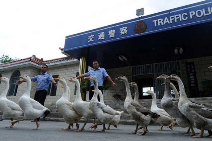 polis china latih angsa sebagai pengawal