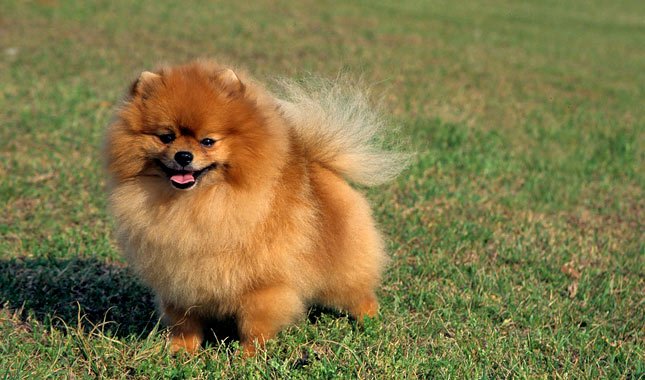 pomeranian