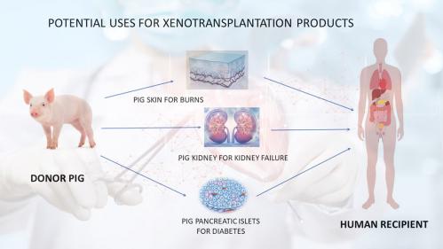 potensi xenoplantasi