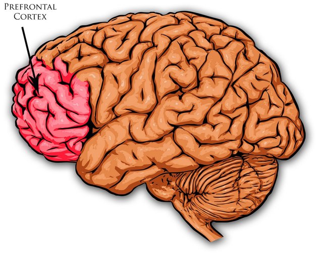 prefrontal cortex