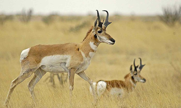 pronghorn 2