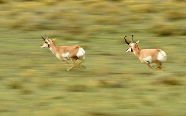 pronghorn