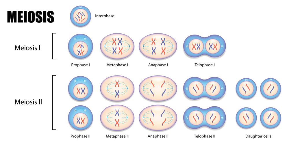 proses meiosis