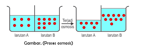 proses osmosis