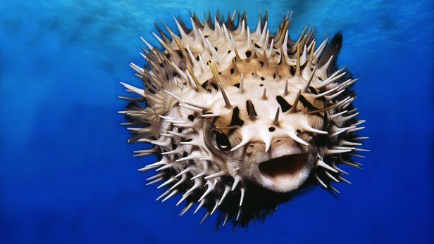 puffer fish