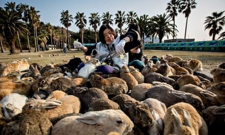 pulau arnab okunoshima