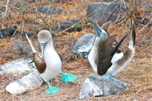 pulau galapagos