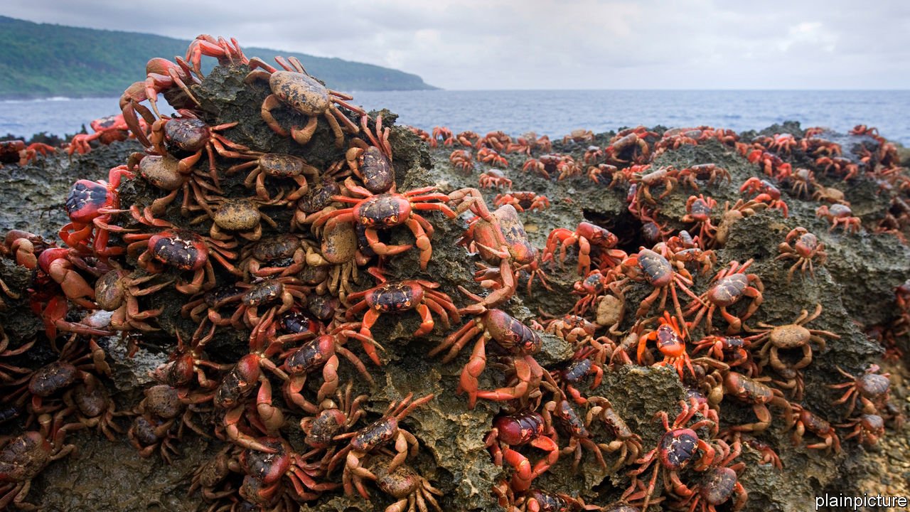 pulau ketam