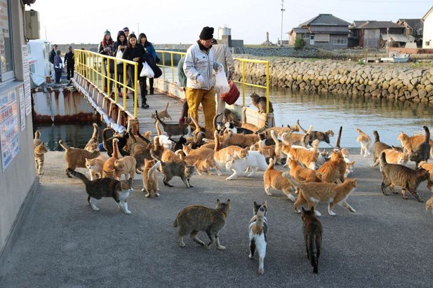 pulau kucing 8 lokasi wajib dilawati di jepun 2