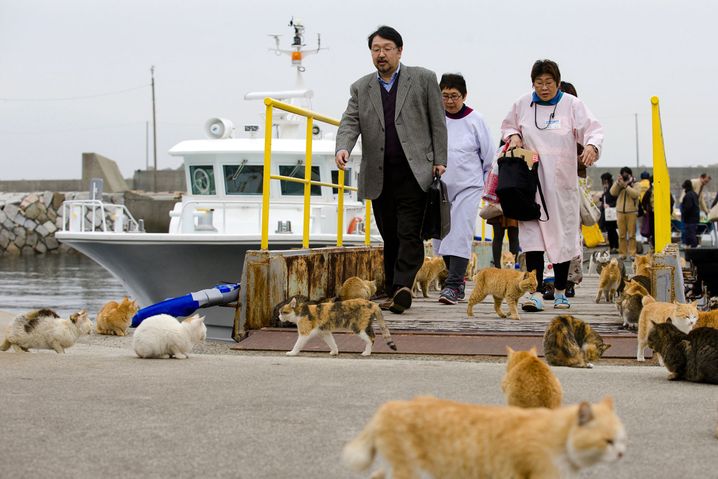 pulau kucing tashirojima 656