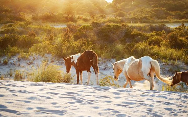 pulau kuda assateague