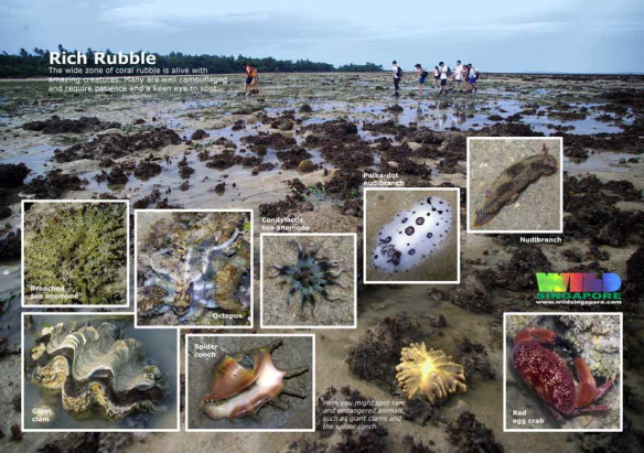 pulau semakau tapak pelupusan sampah singapura terumbu karang