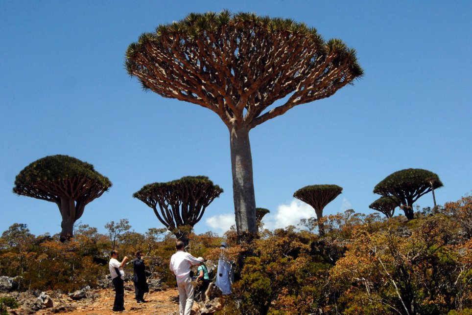 pulau socotra 5 pulau paling misteri di dunia 2