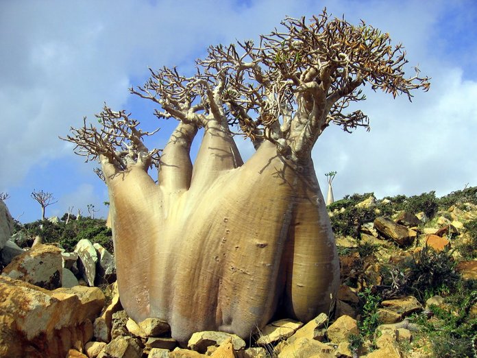 pulau socotra 5 pulau paling misteri di dunia 4