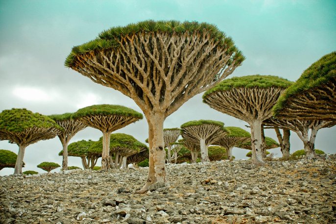 pulau socotra yaman tempat alien