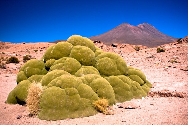 puna grasslands peru tempat alien