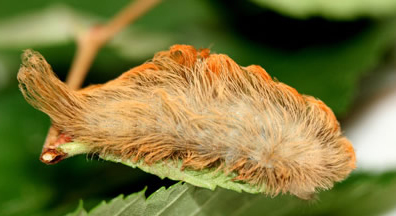 puss caterpillar serangga berbisa di dunia