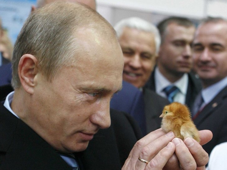 putin merenung anak ayam