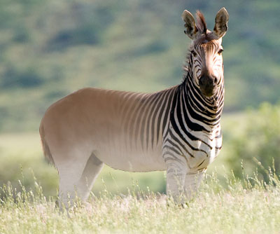 quagga 2