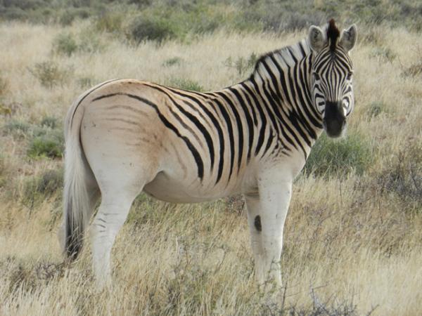 quagga 3