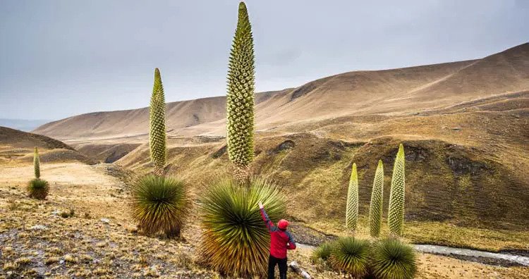 queen of the andes