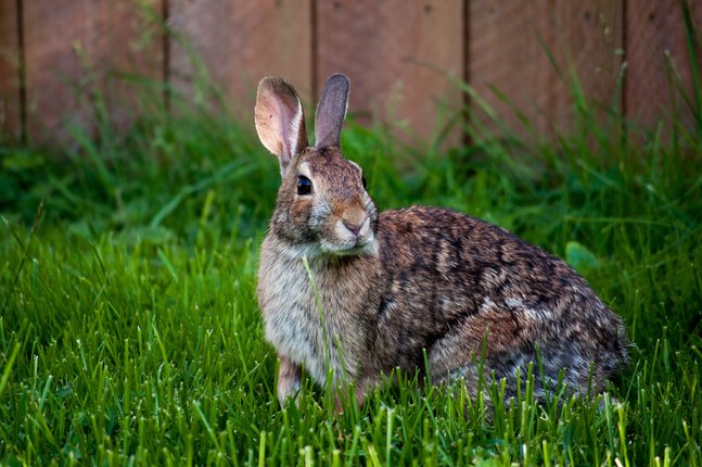 rabbit virus komputer pertama