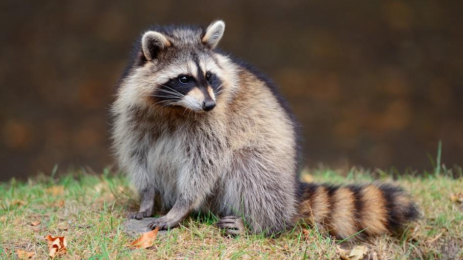 raccoon