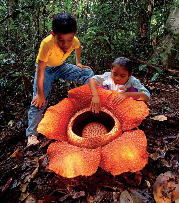 rafflesia arnoldii