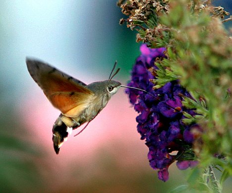 rama rama hummingbird