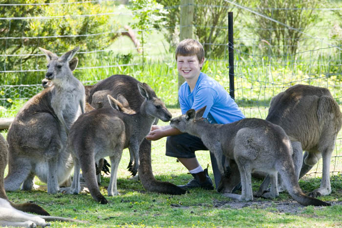 ramai masih percaya australia adalah palsu