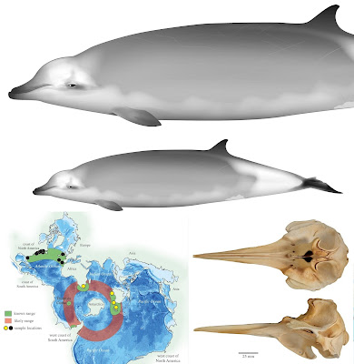 ramari beaked whale