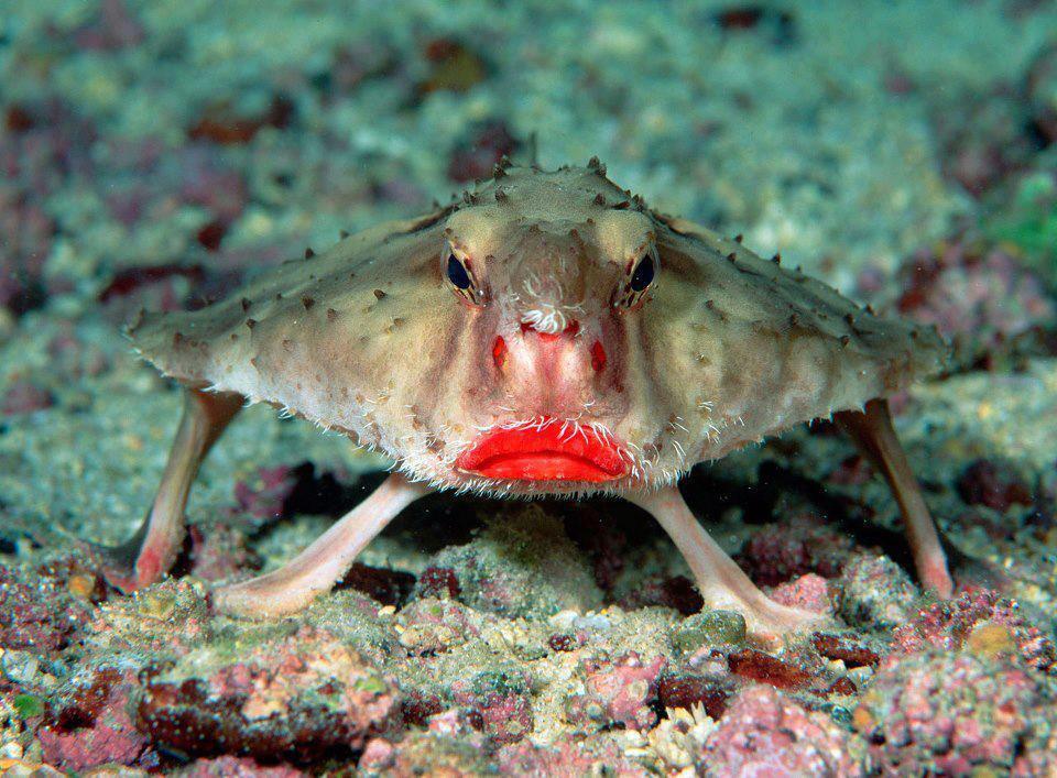 red lipped batfish