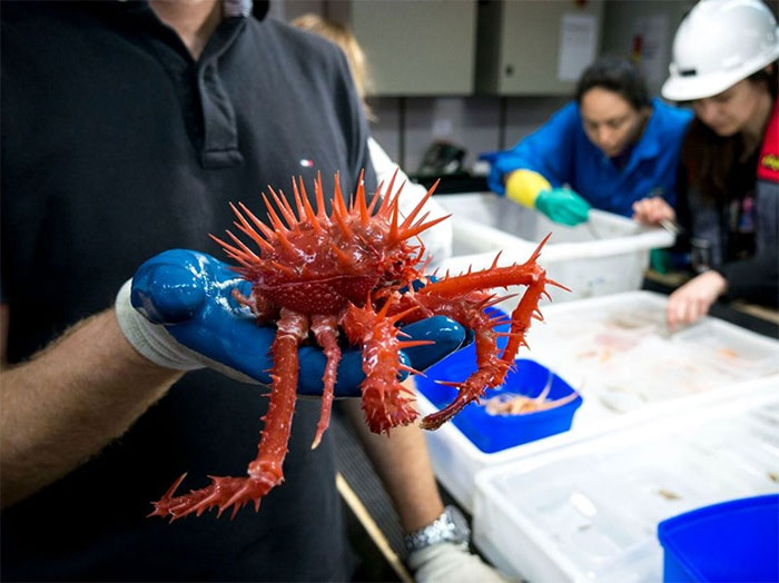 red shiny crab 12 makhluk dasar laut yang sangat pelik dan dahsyat