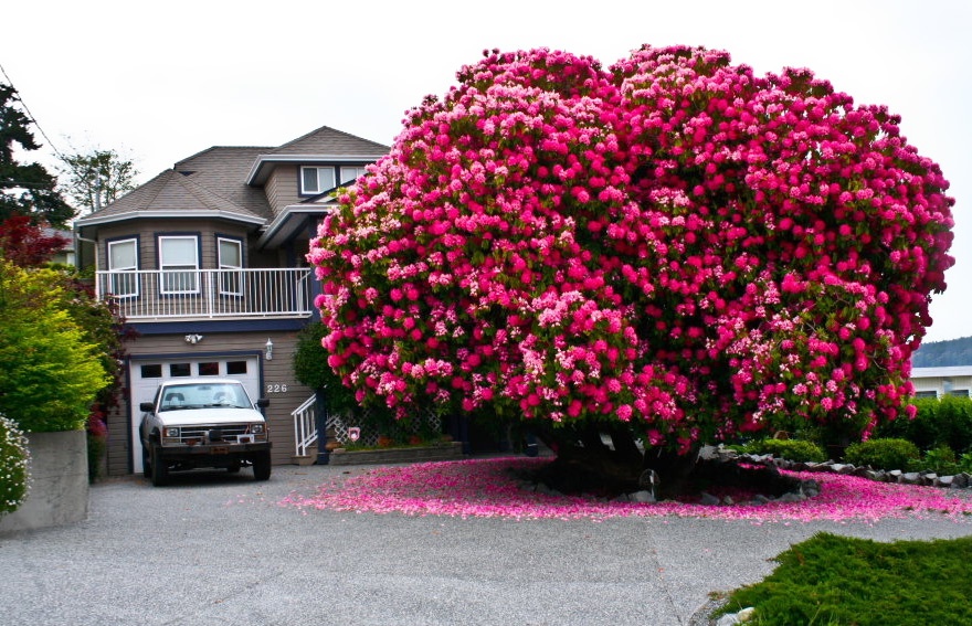 rhododendron