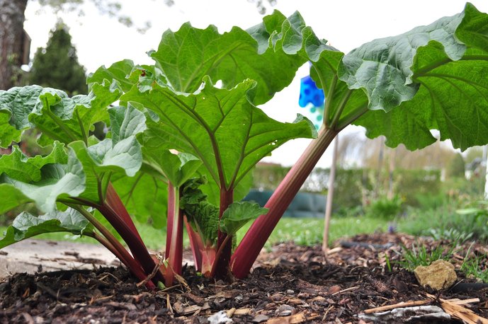 rhubarb