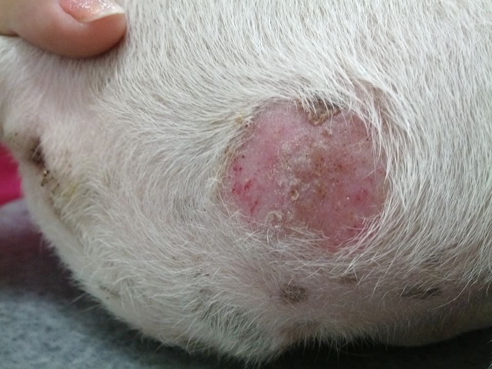 ringworm di atas badan kucing