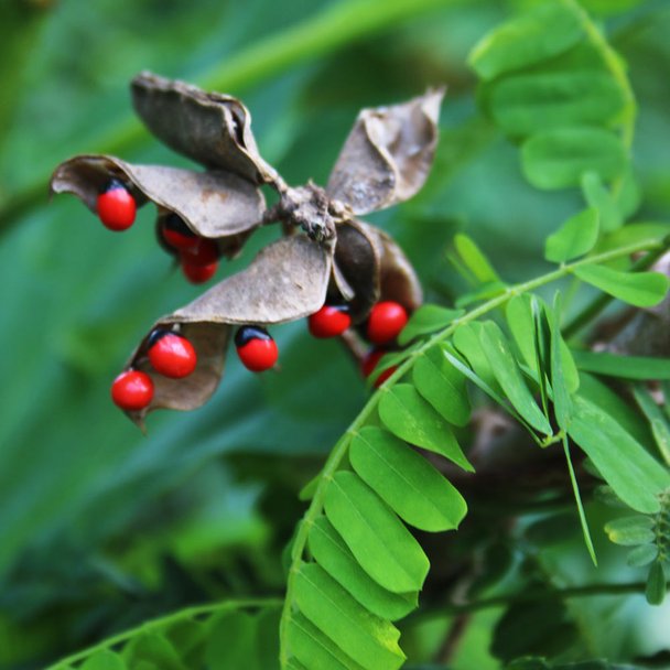 rosary pea