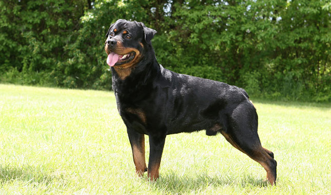 rottweiller