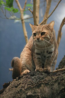 rusty spotted cat