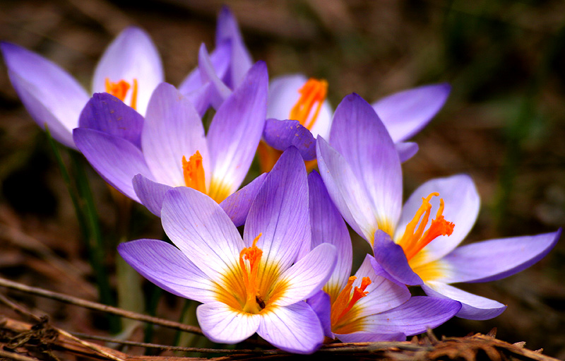 saffron crocus