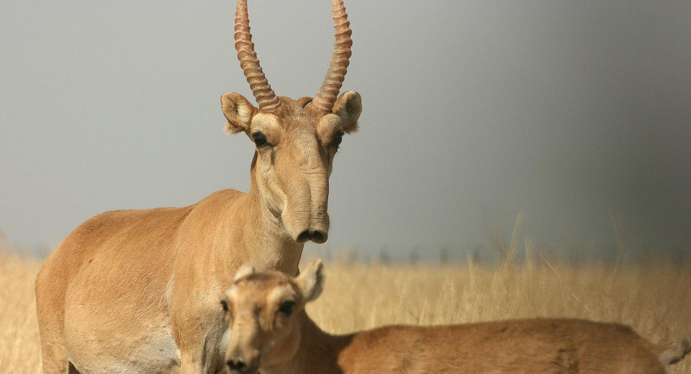 saiga antelope