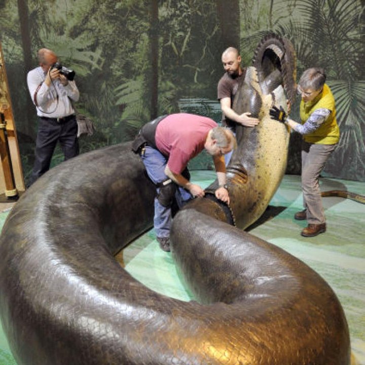 saiz ular titanoboa