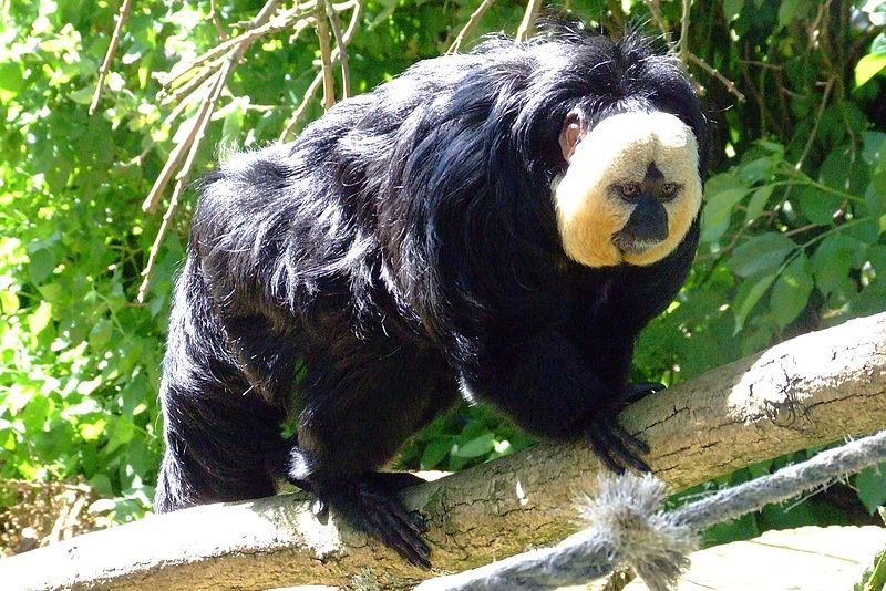 saki monkey 3