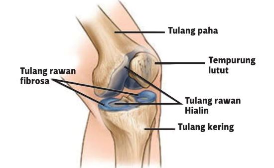 salah satu kedudukan rawan dalam badan